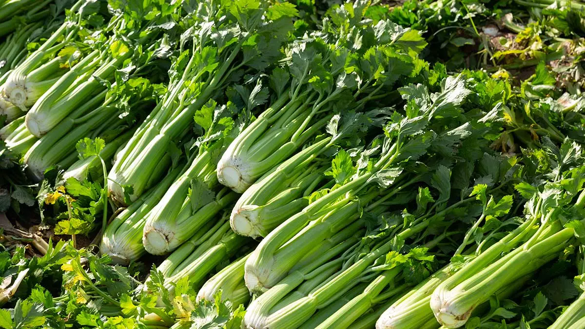 Szárzeller a konyhában - nem csak a fogyást támogatja!