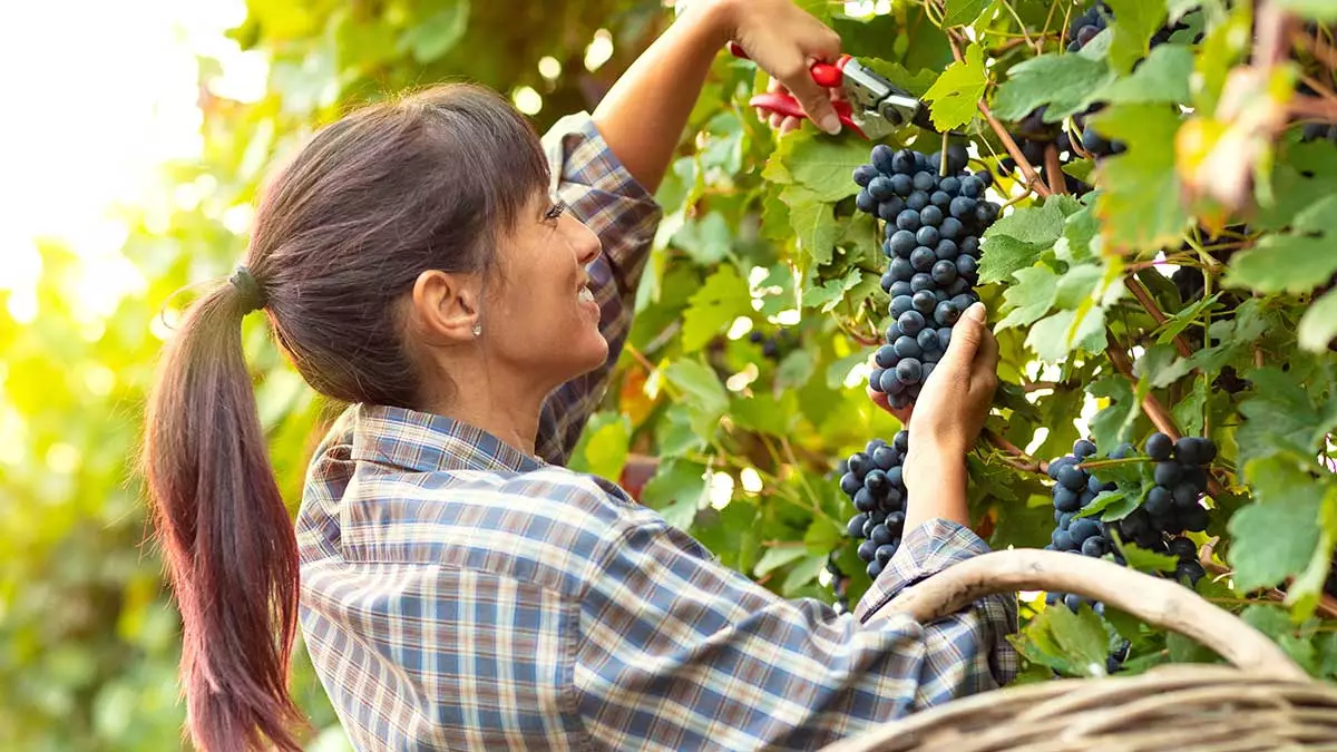 Szőlő: az antioxidánsok koronázatlan királya